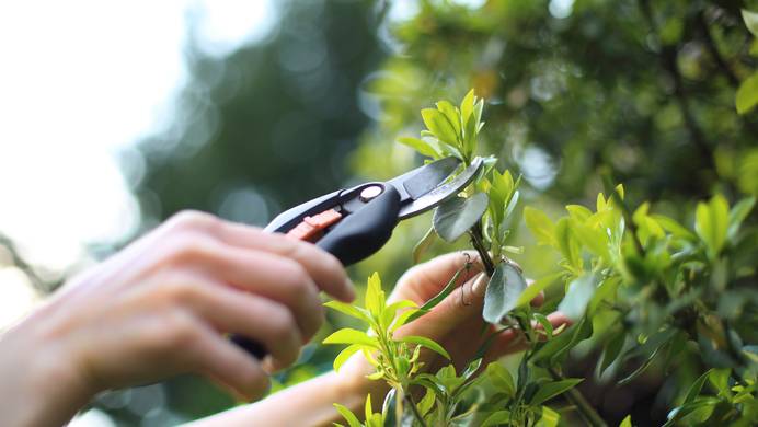 Tensiometer können die Bodenfeuchte von Pflanzen messen