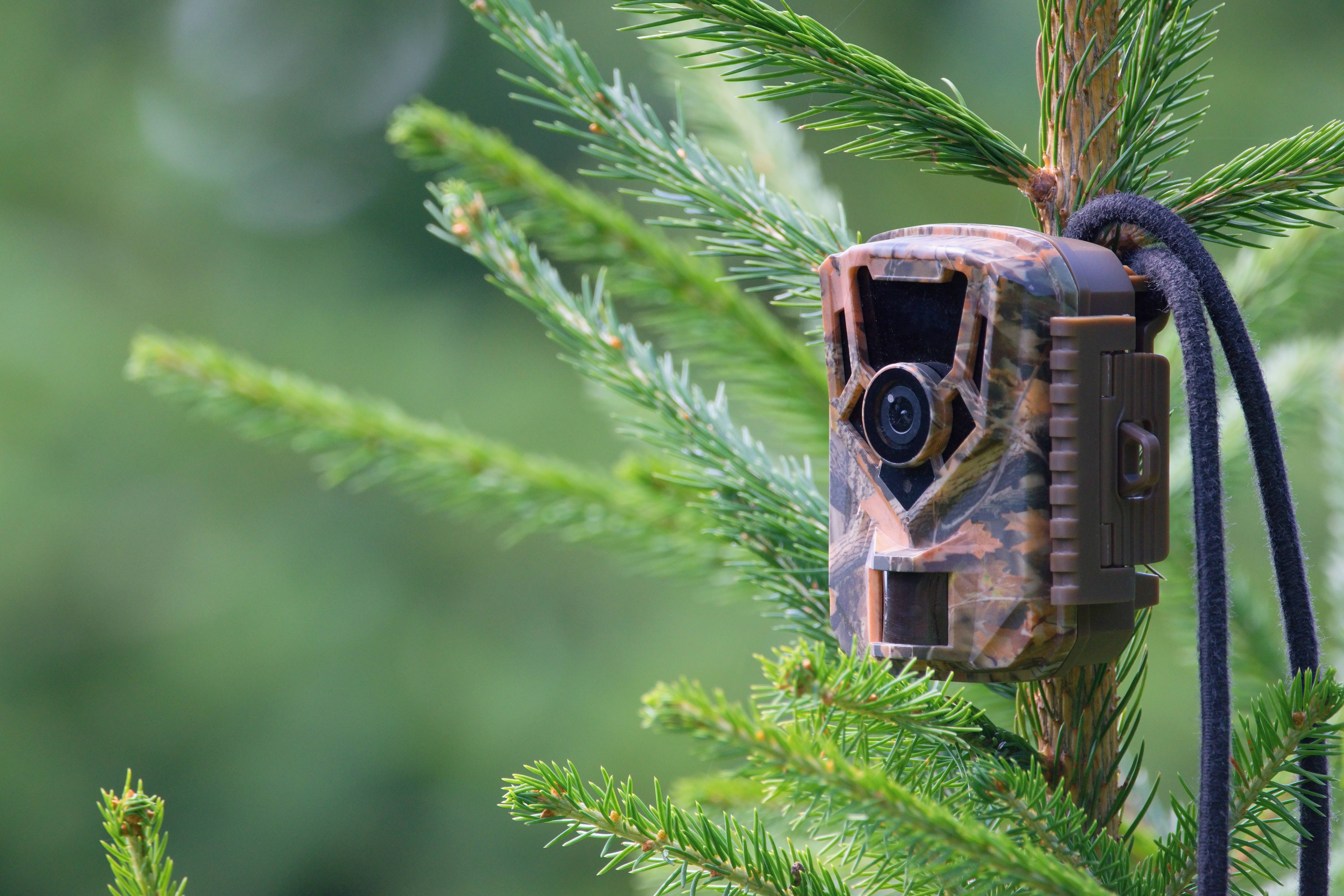 Die Wildtierkamera nutzt IR-LEDs zur unsichtbaren Ausleuchtung