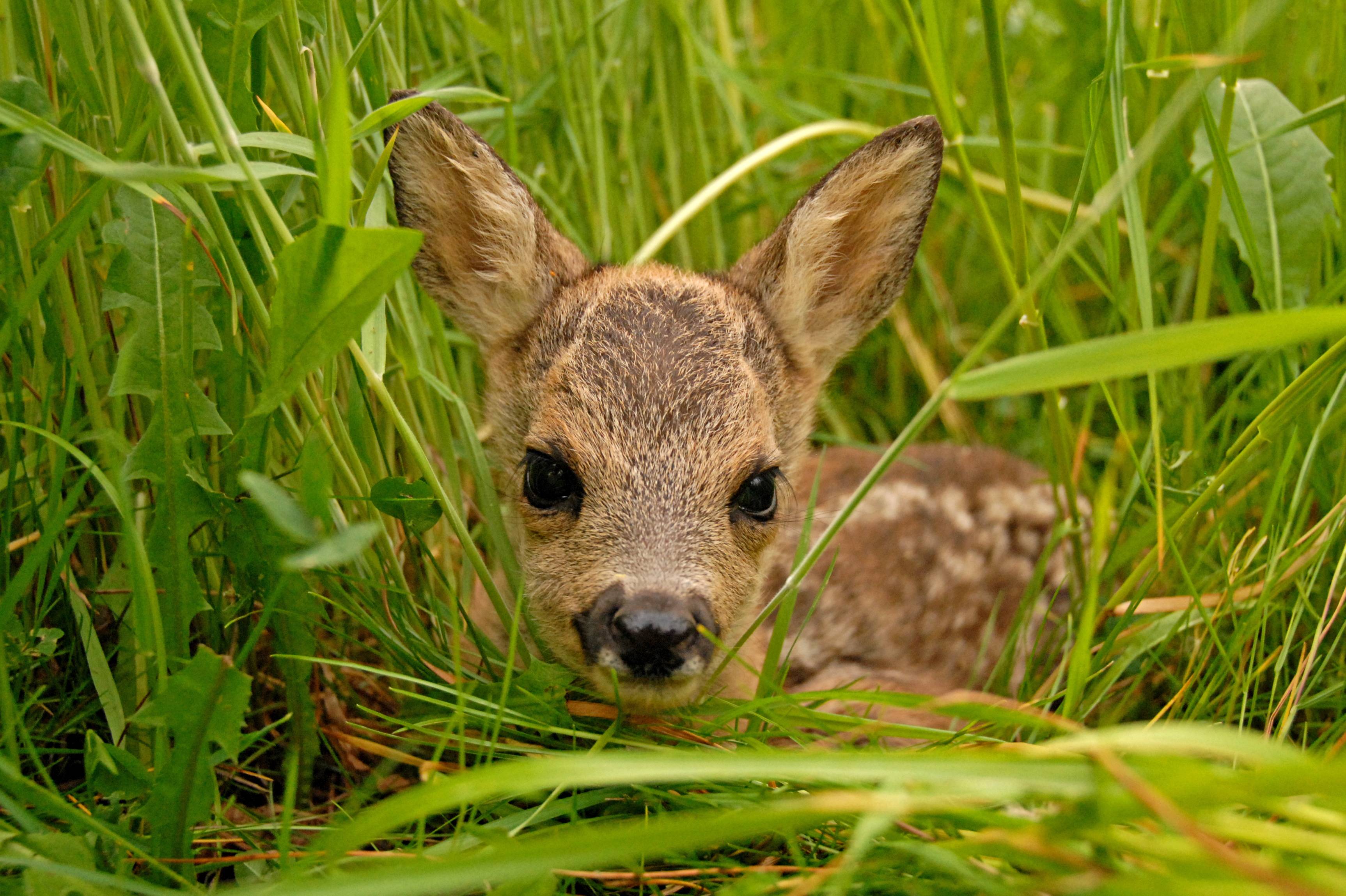 Ein Rehkitz liegt versteckt im hohen grünen Gras und blickt direkt in die Kamera.