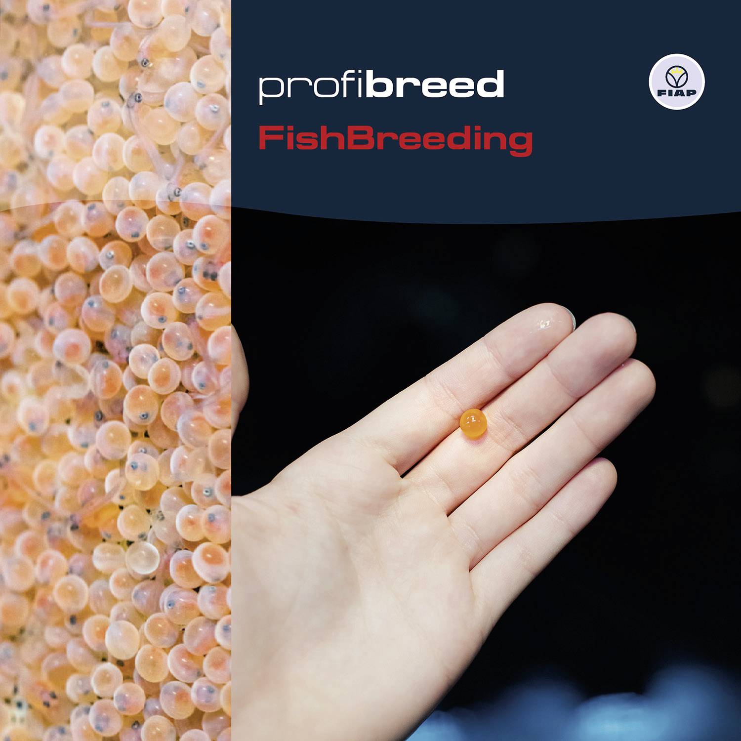 Levá strana ukazuje hejno rybích vajíček v jasně oranžové barvě, pravá ruka drží jediné vejce. Text nahoře: 'profibreed FishBreeding'.