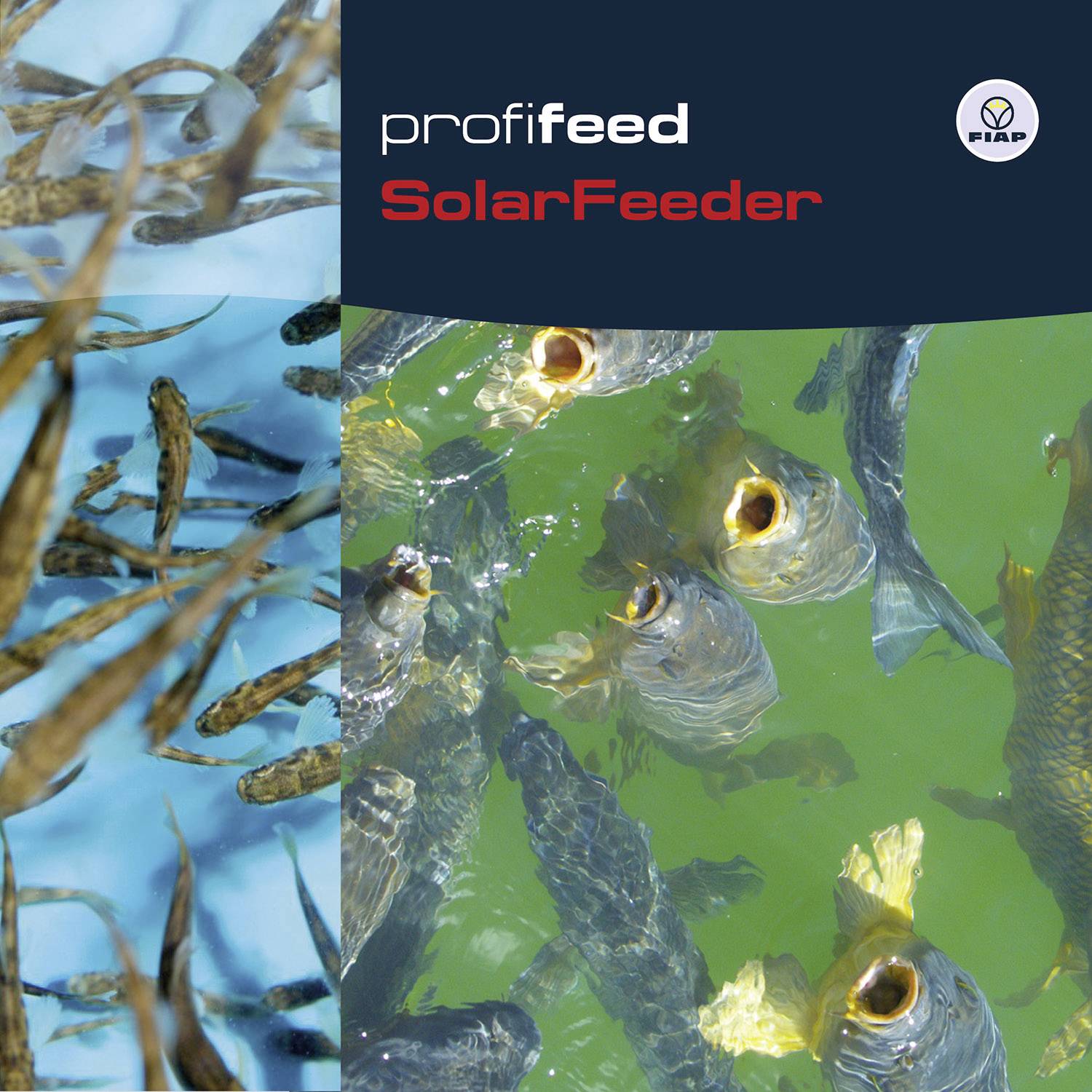 Profesionální krmivo SolarFeeder - produktová fotografie s rybami ve vodě, sluneční světlo se odráží na hladině.