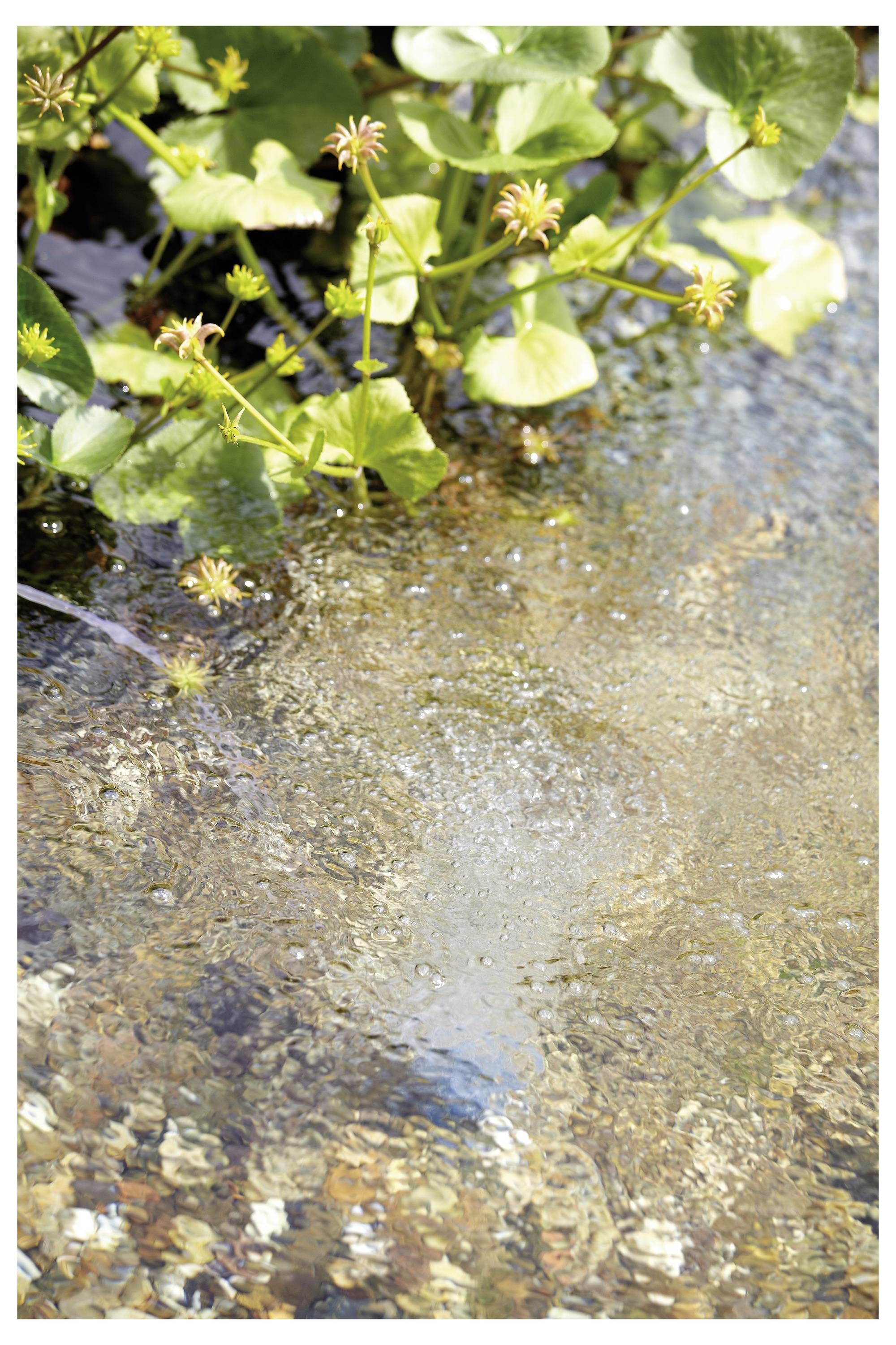 Mladé zelené rostliny s malými poupaty a lístky rostou podél okraje zářivého rybníka, který odráží světlo a okolní krajinu.