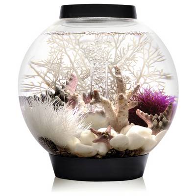 Kulová skleněná nádoba na ryby obsahující bílý korál, růžové mořské hvězdice a bílé kameny je umístěná na černém podstavci. Žádné ryby zde nejsou přítomny.