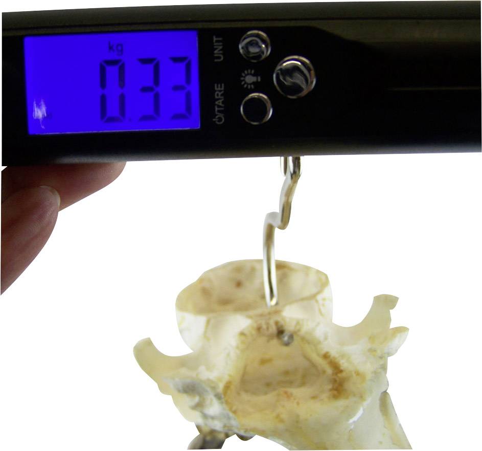 Digitální váha ukazuje '0,33 kg'. Háček drží kost, zjevně je měřena hmotnost kosti.