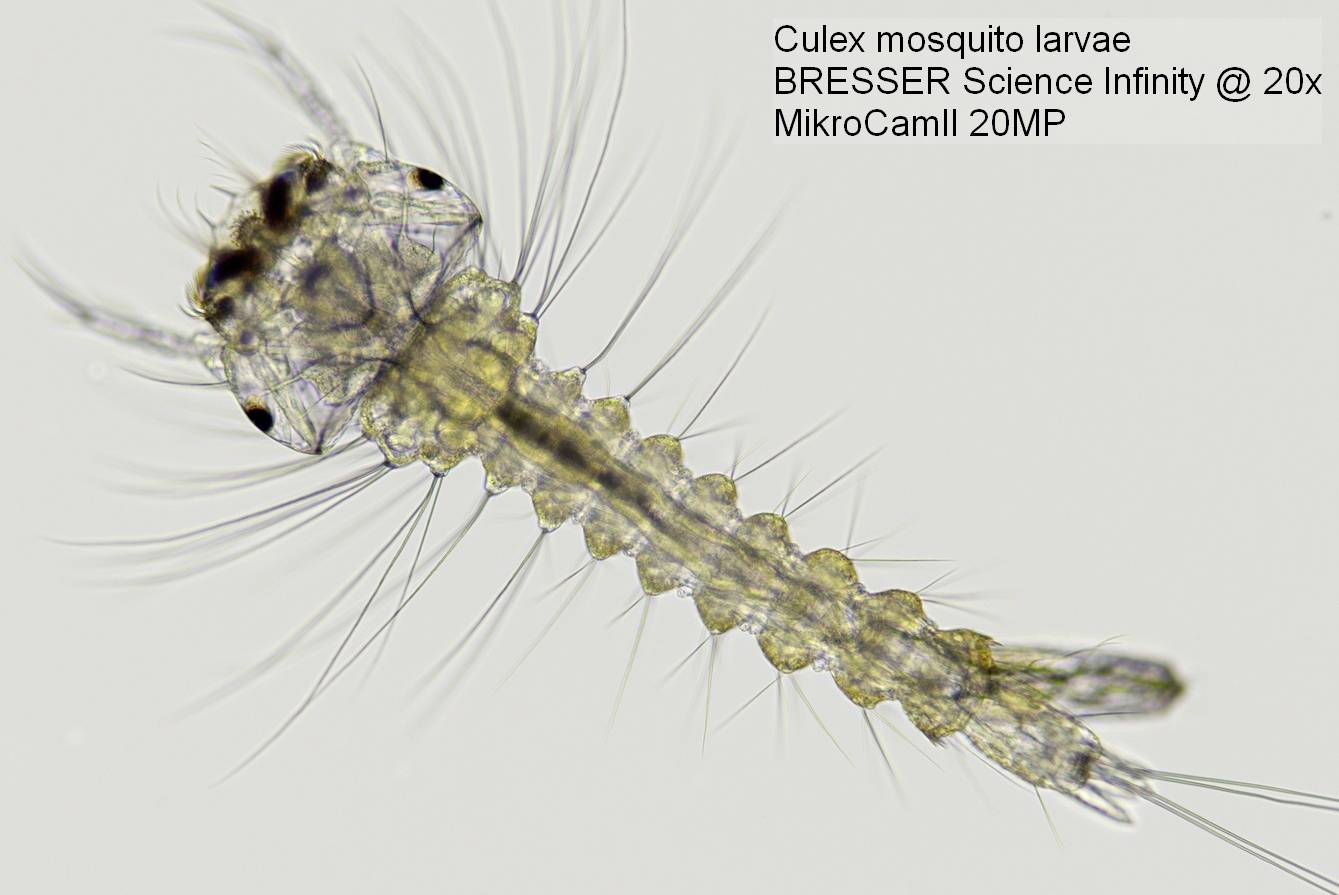 Mikroskopický snímek larvy komára rodu Culex s jemnými štětinkami. Text: Larvа komára Culex, BRESSER Science Infinity @ 20x, MikroCamII 20MP.