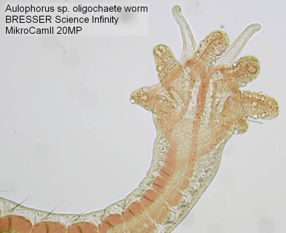 Žížala rodu Aulophorus sp. je zvětšena pod mikroskopem. Zobrazuje jemné detaily své struktury.