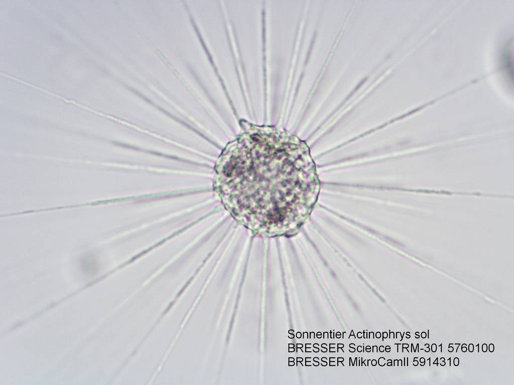 'Mikroskopický snímek slunečnice (Actinophrys sol) s dlouhými, paprskovitými chapadly. Text: BRESSER Science TRM-301 5760100, BRESSER MikroCamII 5914310.'