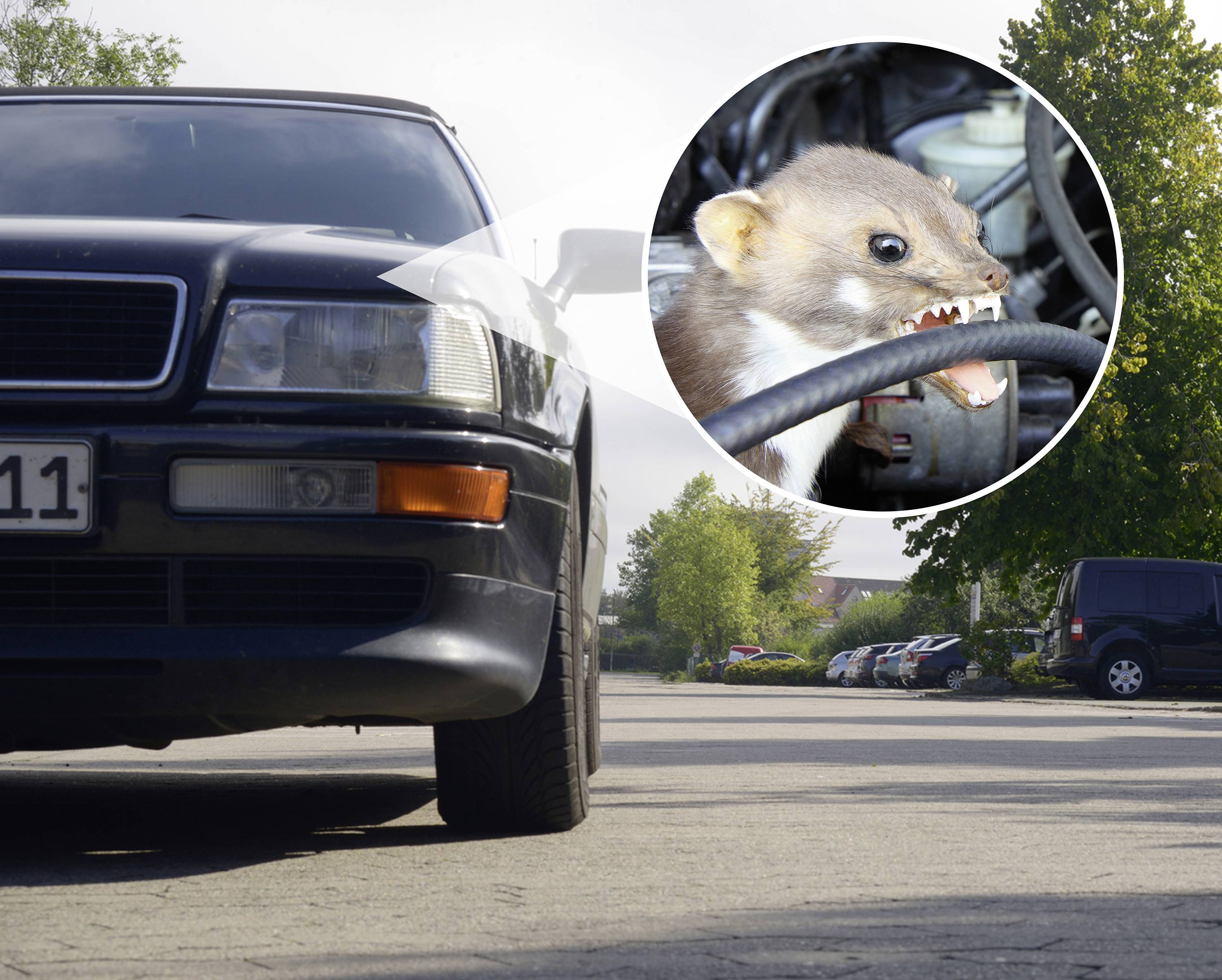 Auto na parkovacím patře; detailní záběr kuny, která okusuje kabel. Téma: Škody způsobené zvířaty na vozidlech.