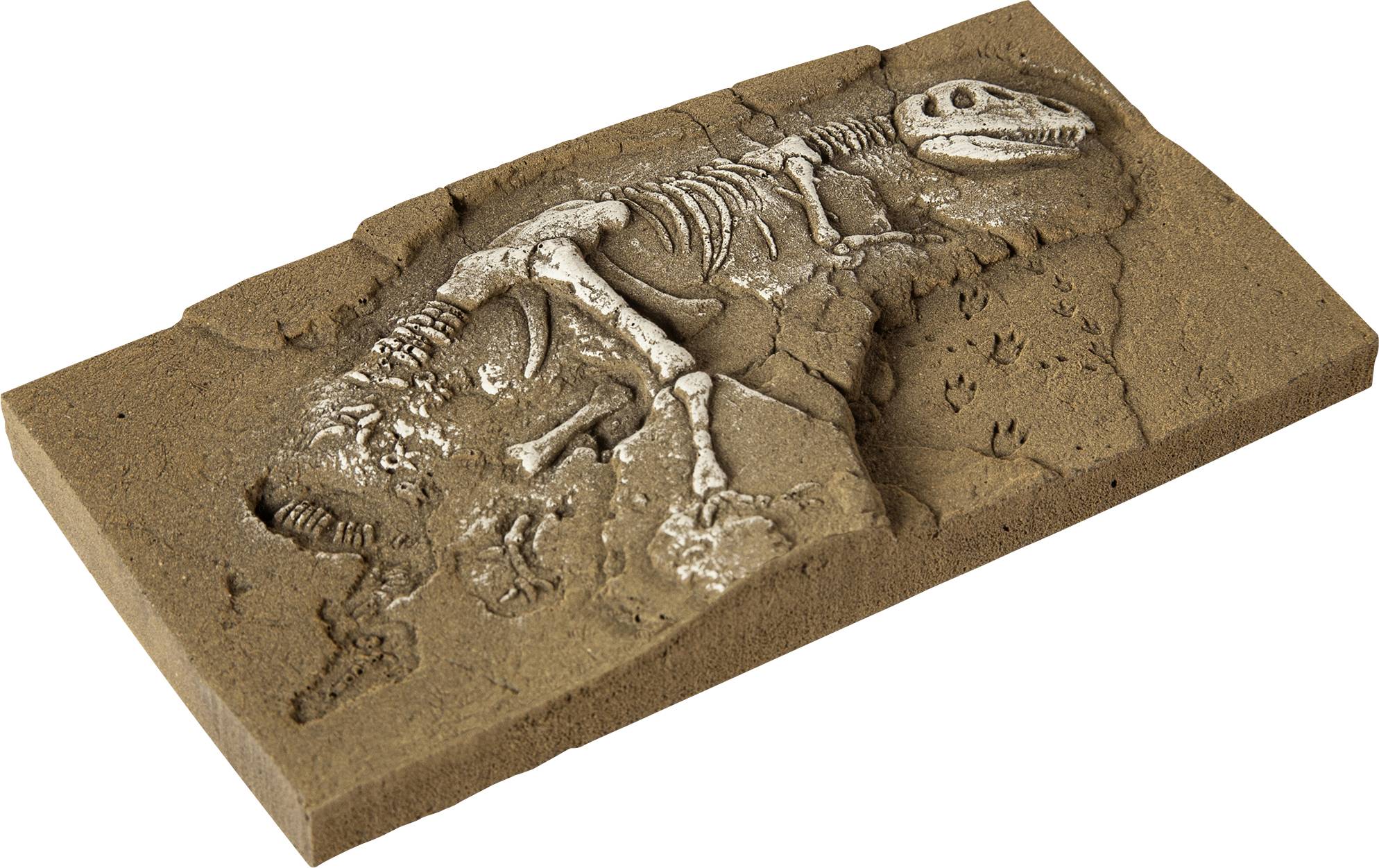 Kostru dinosaura odkryli v obdélníkovém bloku zeminy, obklopené otisky fosilií, které naznačují probíhající vykopávky.