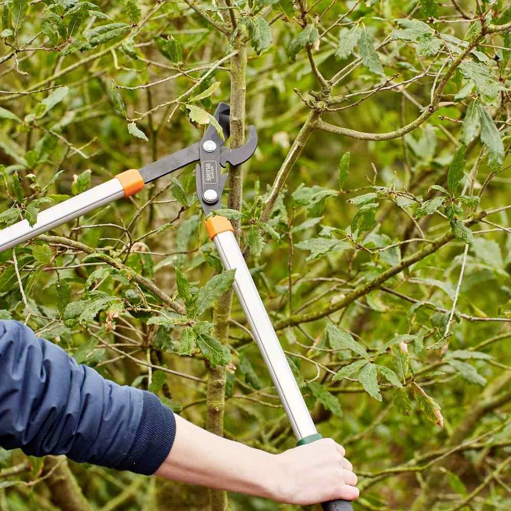 Osoba střihá větve zahradními nůžkami na stromě. Scéna se odehrává venku, obklopena zelené listnatou vegetací.