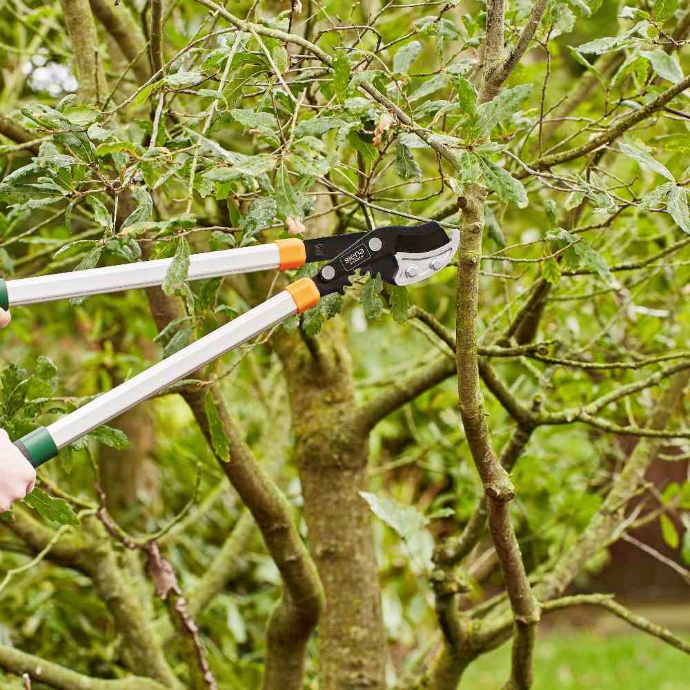 Osoba stříhá větve stromu zahradnickými nůžkami na zahradě. Nůžky mají dlouhé rukojeti a strom má zelené listy.