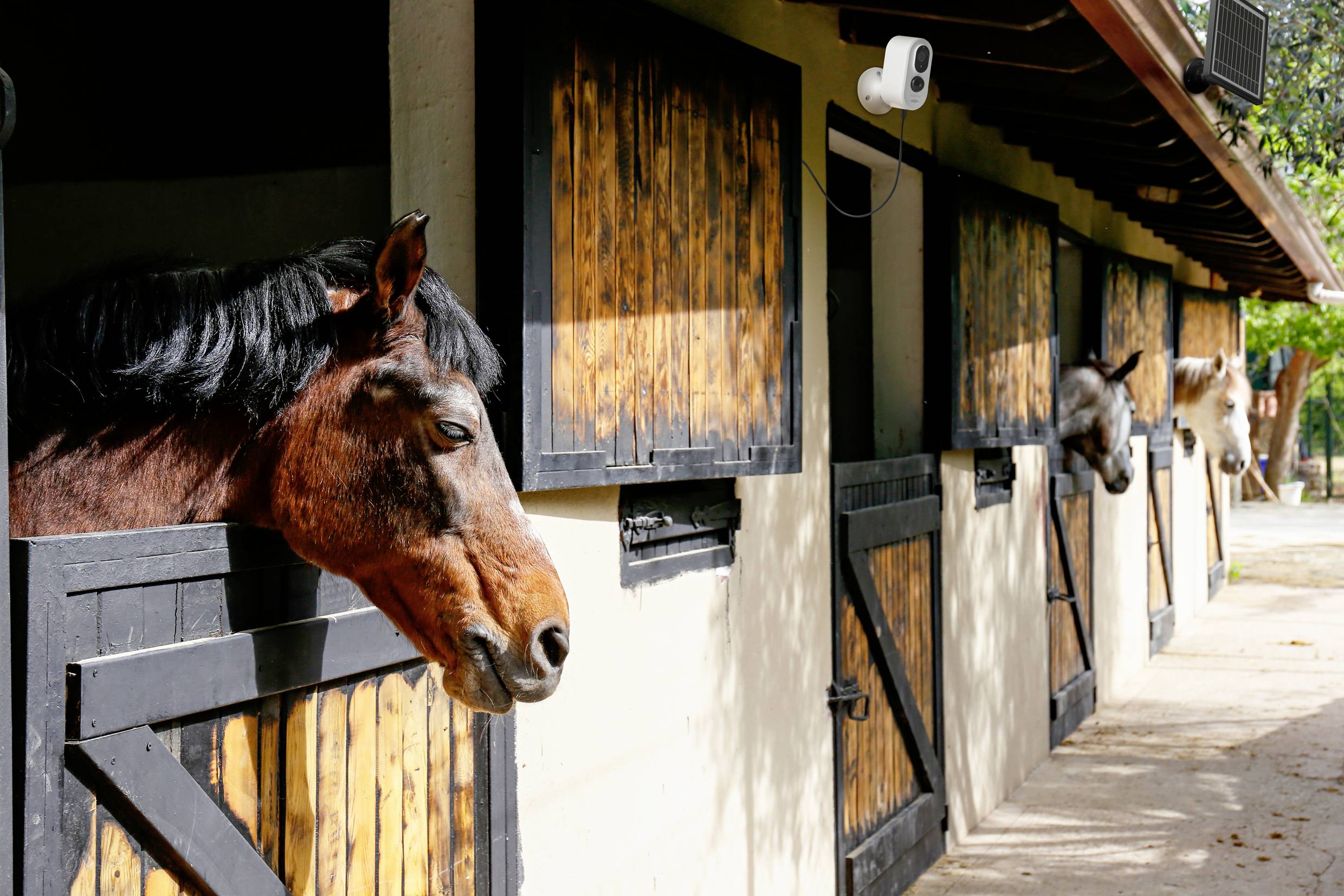 Koně vyhlížejí ze stájí; slunečný den, dřevěné dveře otevřené. Vlevo tmavohnědý kůň, vpravo další. Kamera sledujícího systému je viditelná.