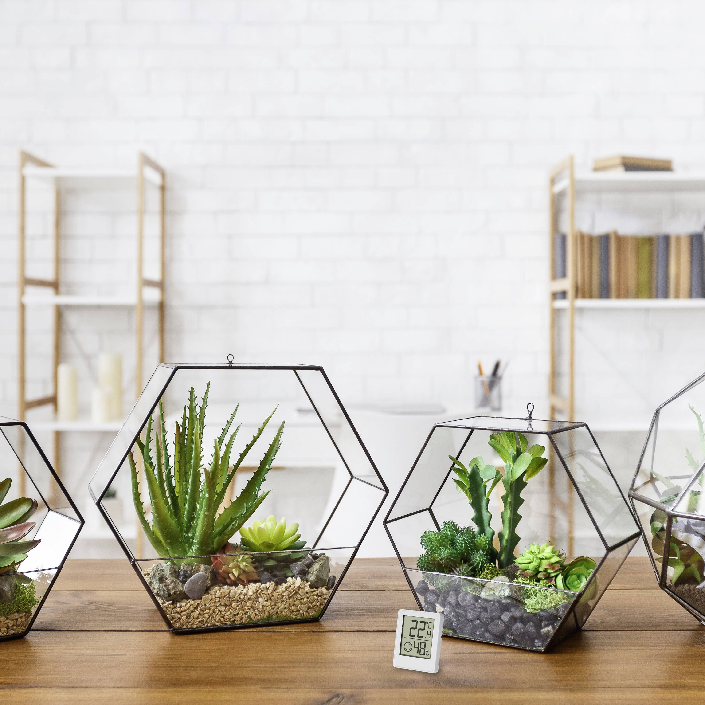 Tři terária na dřevěném stole s různými sukulenty a kaktusy před bílou cihlovou stěnou; moderní dekorace.
