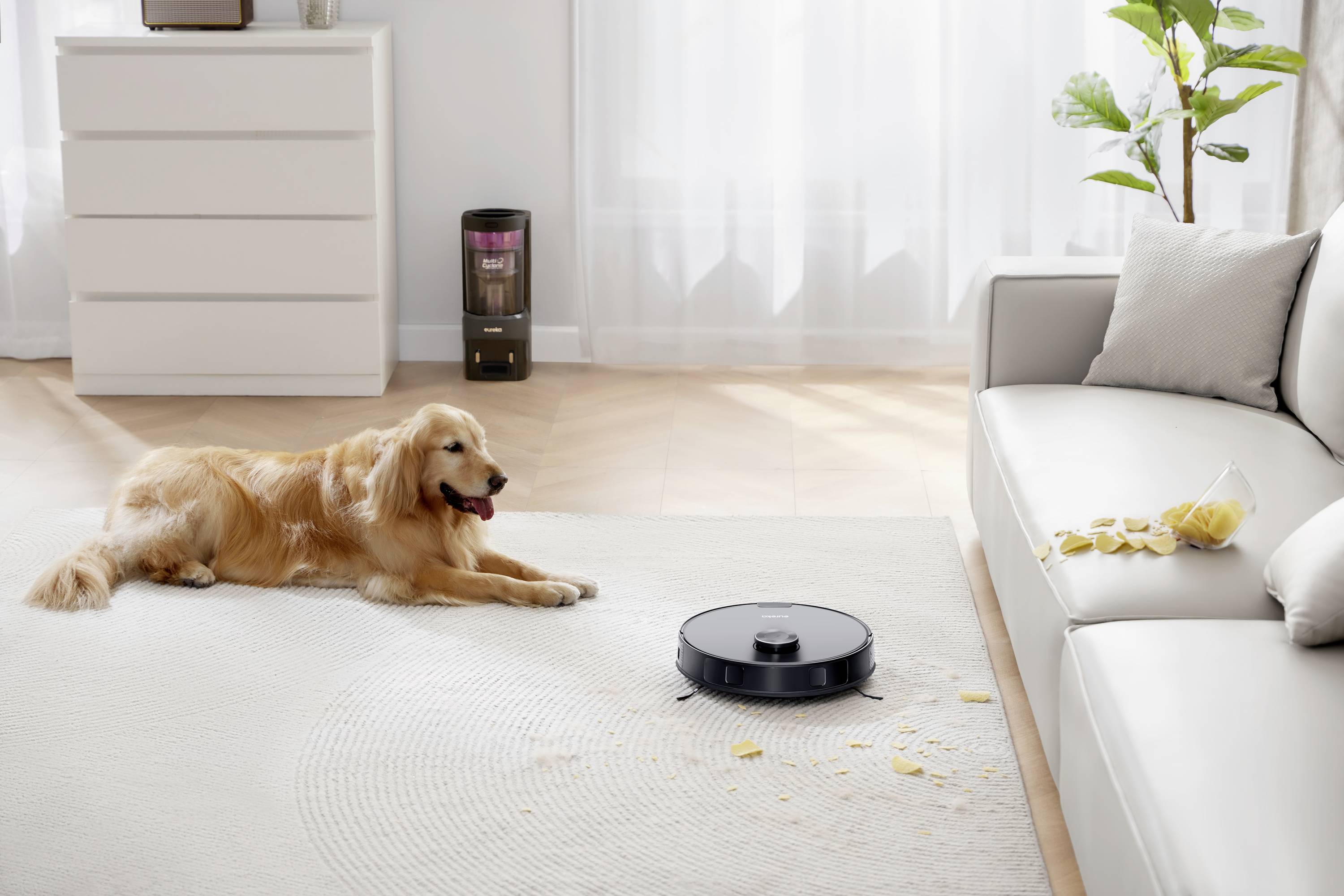 Pes leží na koberci, zatímco robotický vysavač uklízí chipsy vedle gauče. V pozadí stojí nábytek a rostliny.