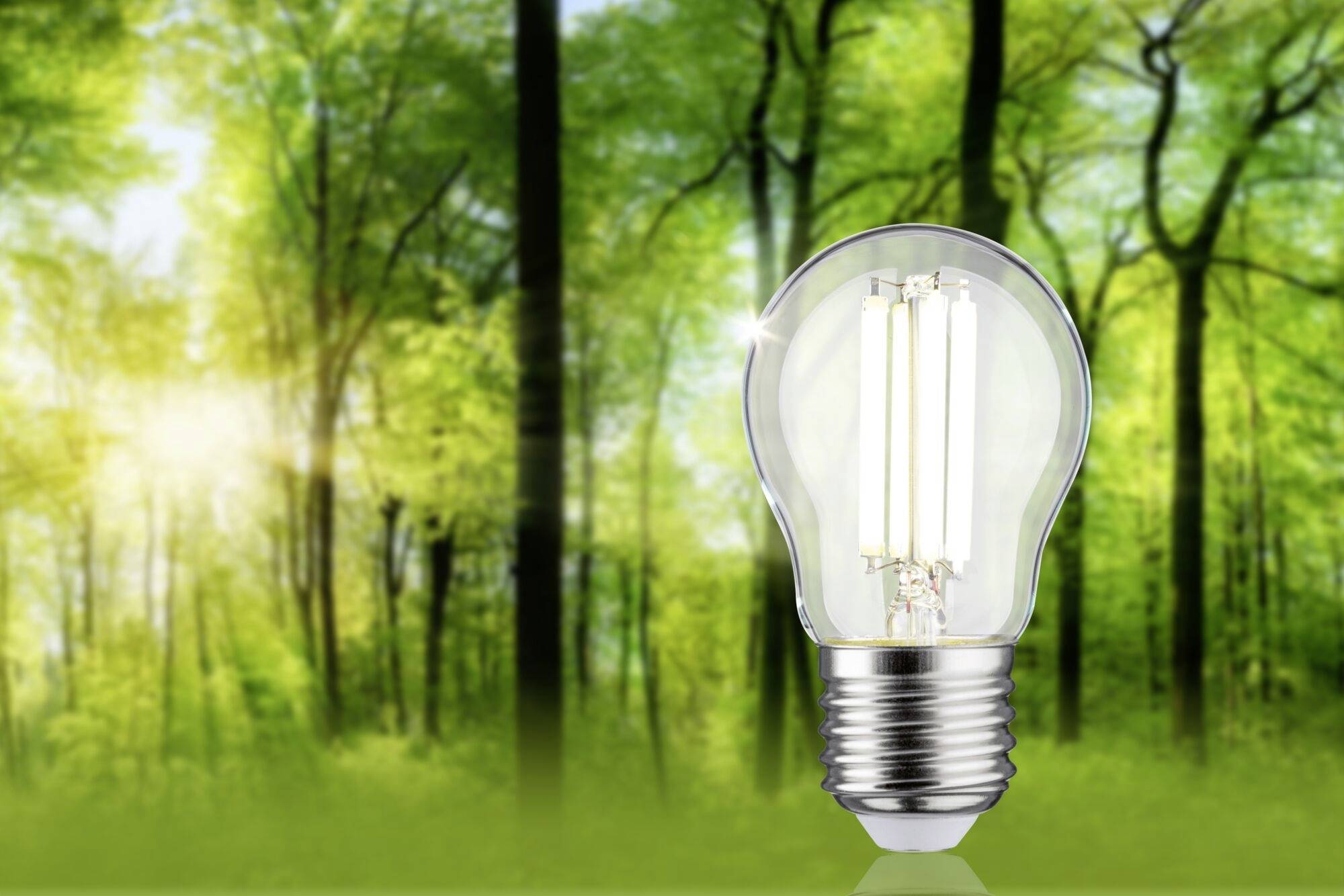 Úsporná žárovka před sluncem prosvětleným lesním pozadím, symbolizuje ekologickou energii a ochranu přírody.