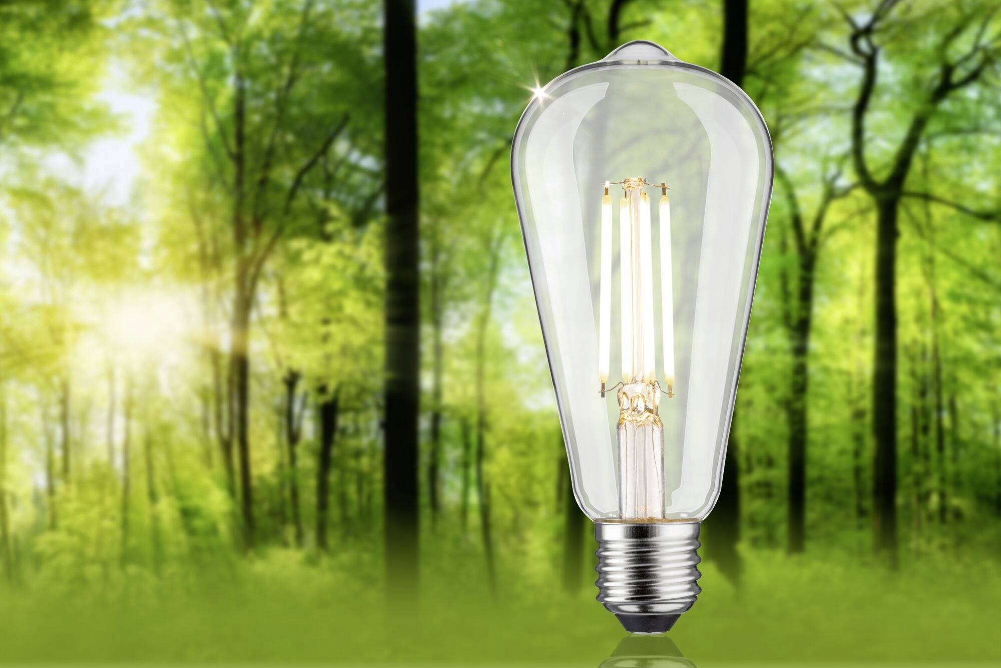 Žárovka před lesním pozadím symbolizuje ekologickou energii. Sluneční světlo proniká skrz stromy.