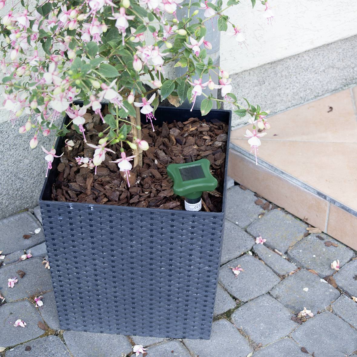 Kvetoucí keř fuchsie v šedém květináči na dlážděné podlaze, s zeleným zavlažovacím senzorem.