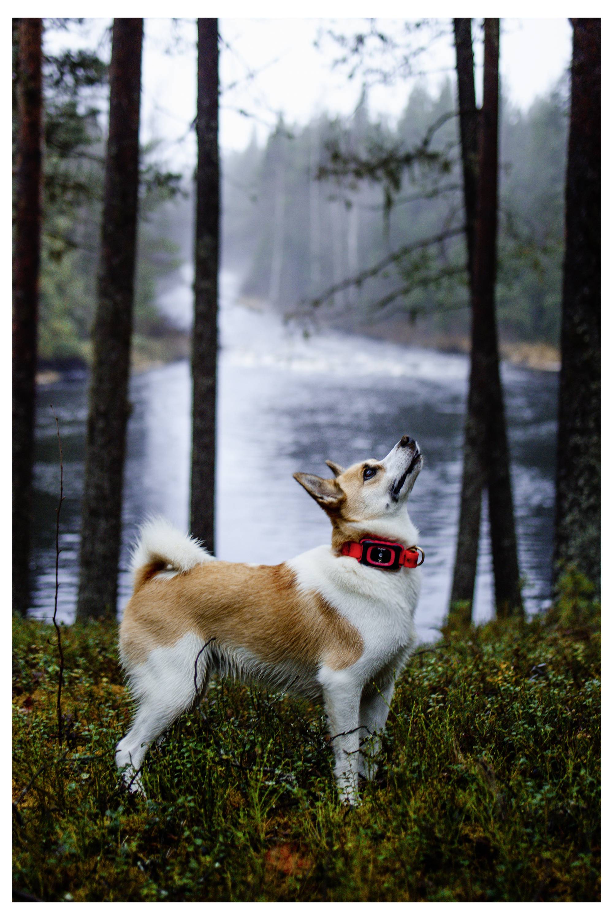 Pes v červeném obojku stojí pozorně na trávnatém břehu, obklopen vysokými stromy, v pozadí teče řeka.