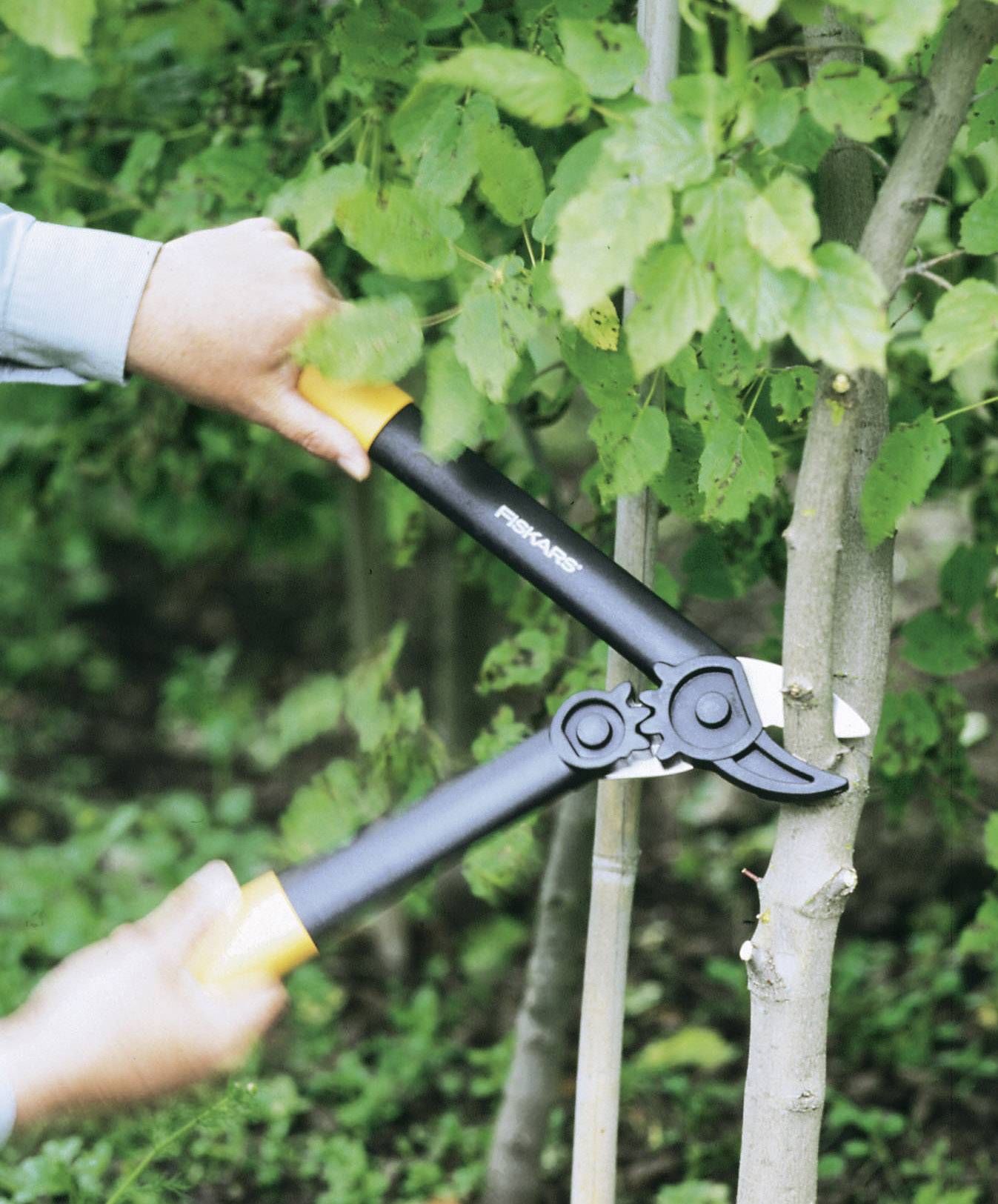 Osoba stříhá malý strom zahradnickými nůžkami. Jedná se o péči o stromy v zahradě.