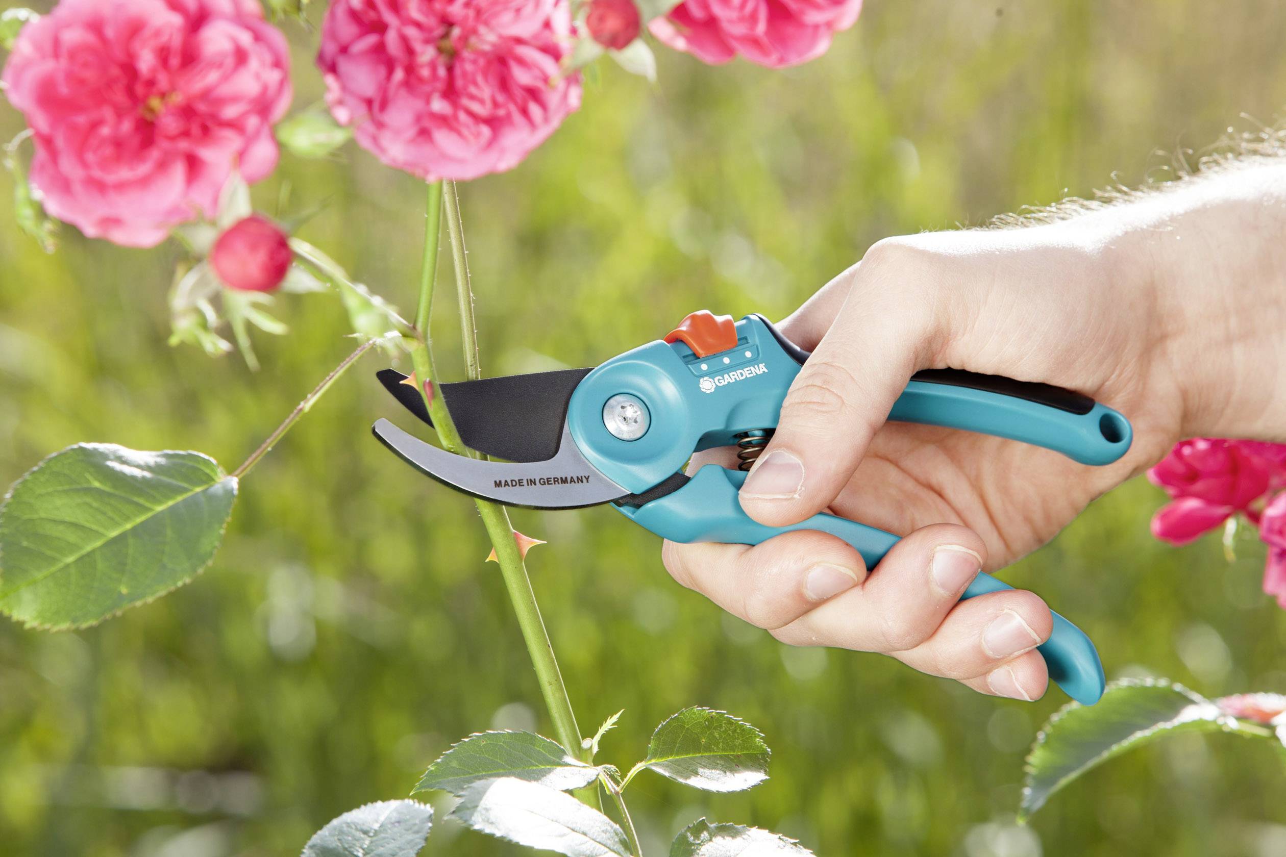 Ruka stříhá zahradnickými nůžkami stonek růže. V pozadí jsou vidět kvetoucí růžové růže a zelené listí.