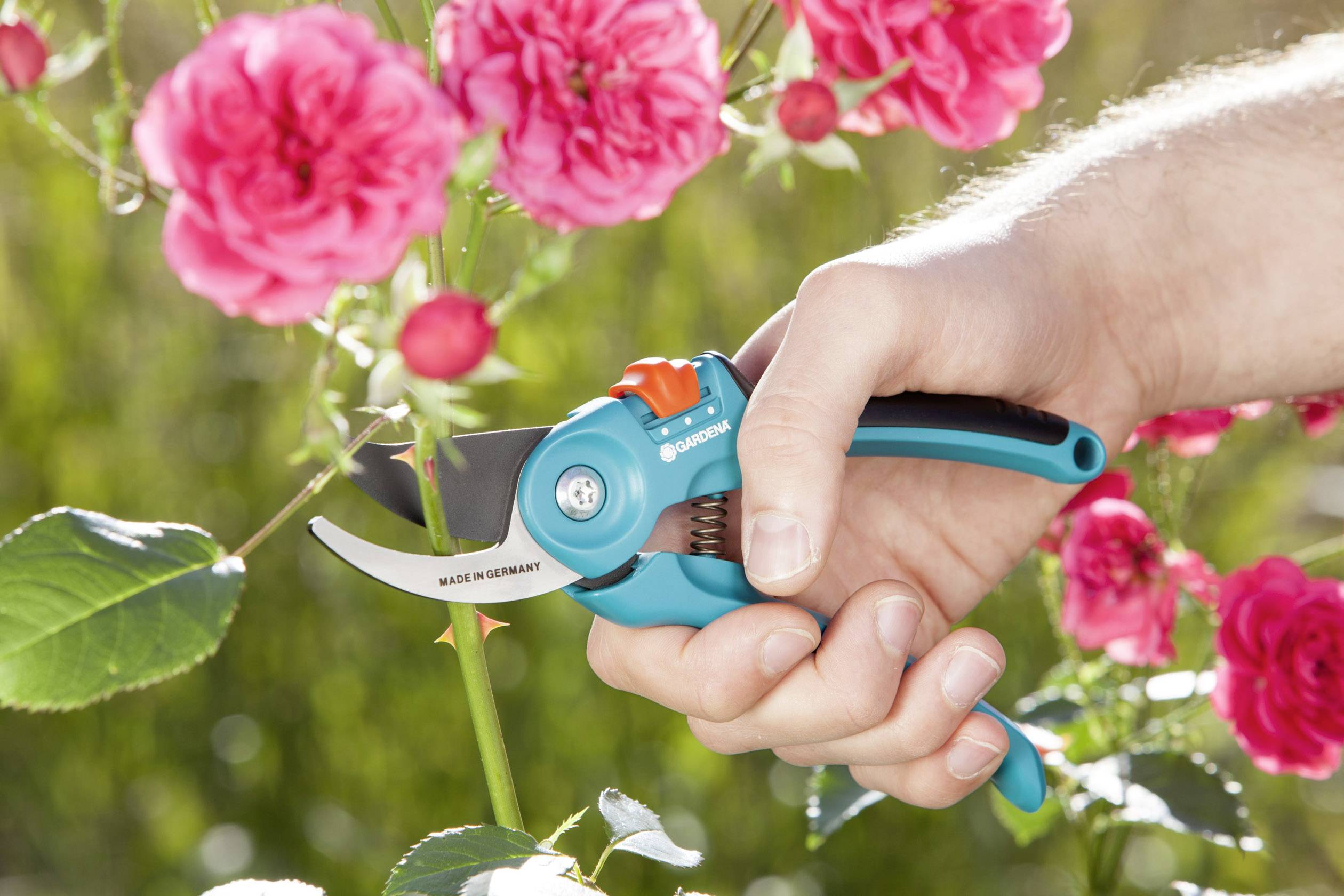 Jedna ruka drží zahradnické nůžky a střihá větévku růže. V pozadí jsou viditelné kvetoucí růžové růže.