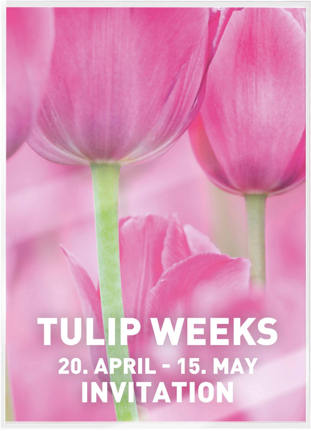 Dvě růžové tulipány s nápisem 'TULIPÁNOVÉ TÝDNY 20. dubna - 15. května POZVÁNKA'.