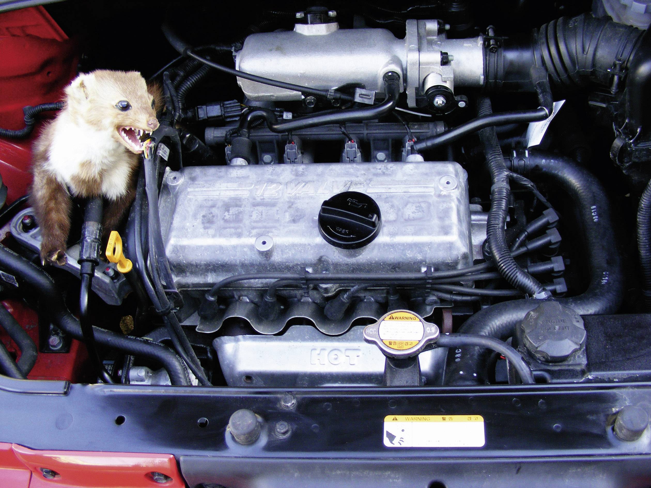 Motorový prostor automobilu s otevřenou kapotou; vedle motorového bloku sedí kuna.