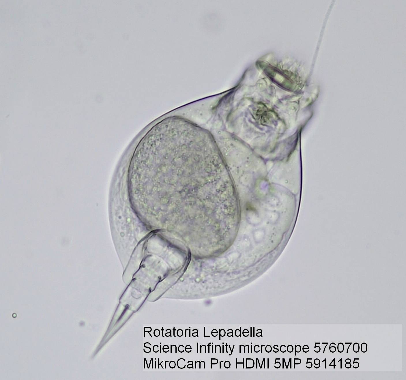 Et mikroskopbillede af et hjuldyr (Rotatoria Lepadella). Billedtekst indeholder detaljer om det benyttede mikroskopmodel, 'Science Infinity 5760700', og kamera 'MikroCam Pro HDMI 5MP 5914185'.