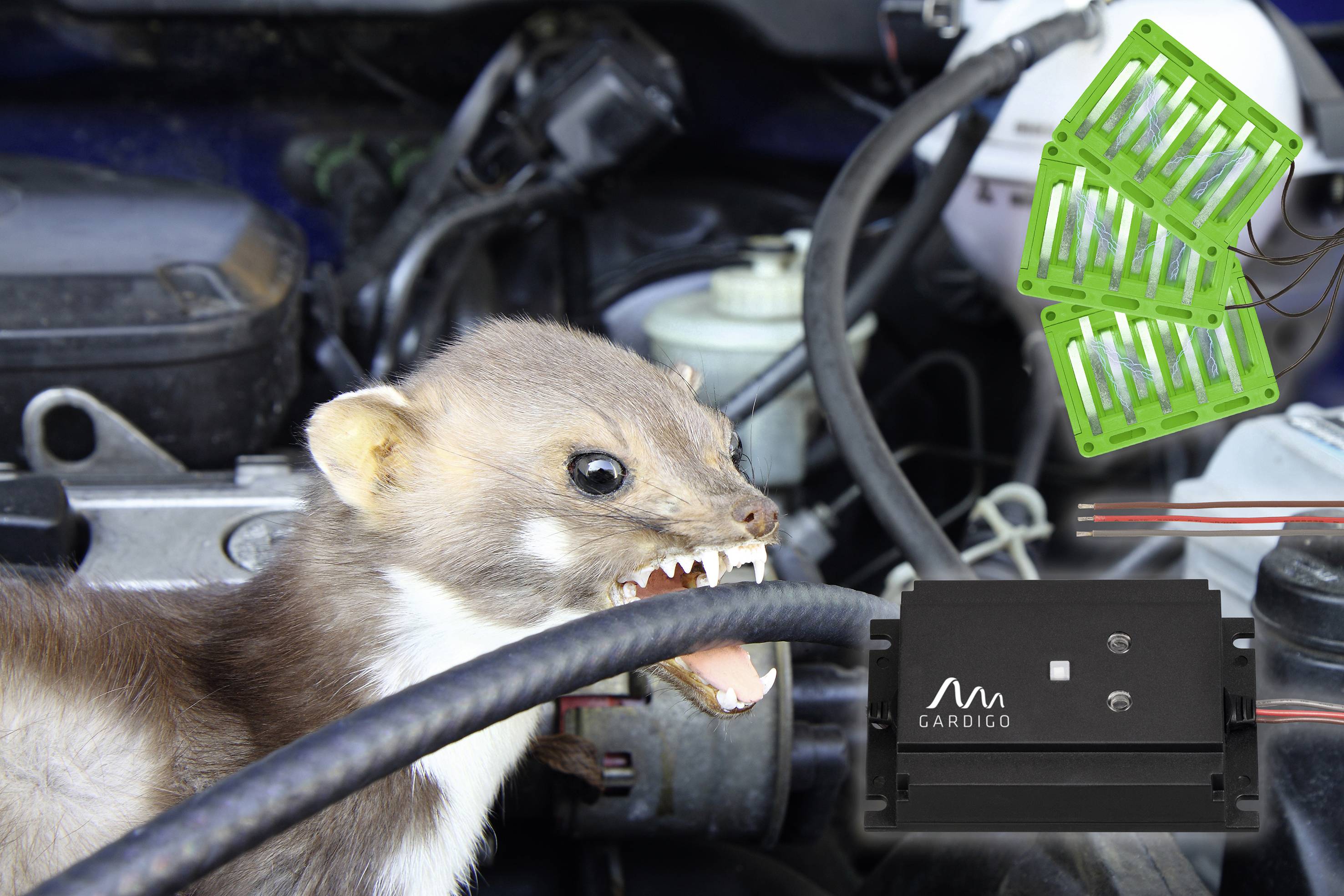 En mår bider i et bilkabel i motorrummet. I forgrunden ses elektroniske enheder til mårforebyggelse.