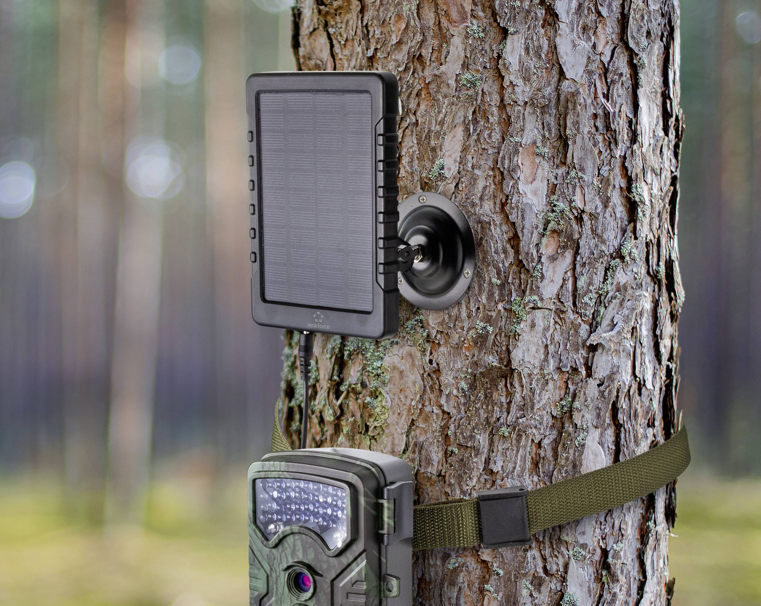 Et solarpanel og et viltkamera er fastgjort til et træ, omgivet af en sløret skovbaggrund.