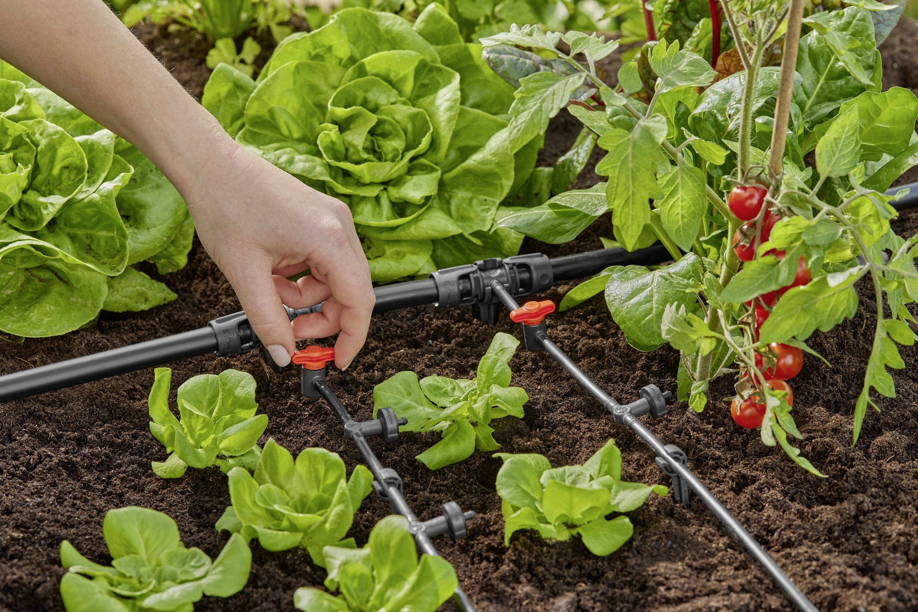 Hånd, der justerer et drypvandingssystem i en grøntsagshave med salat og tomatplanter for at optimere vandingen.