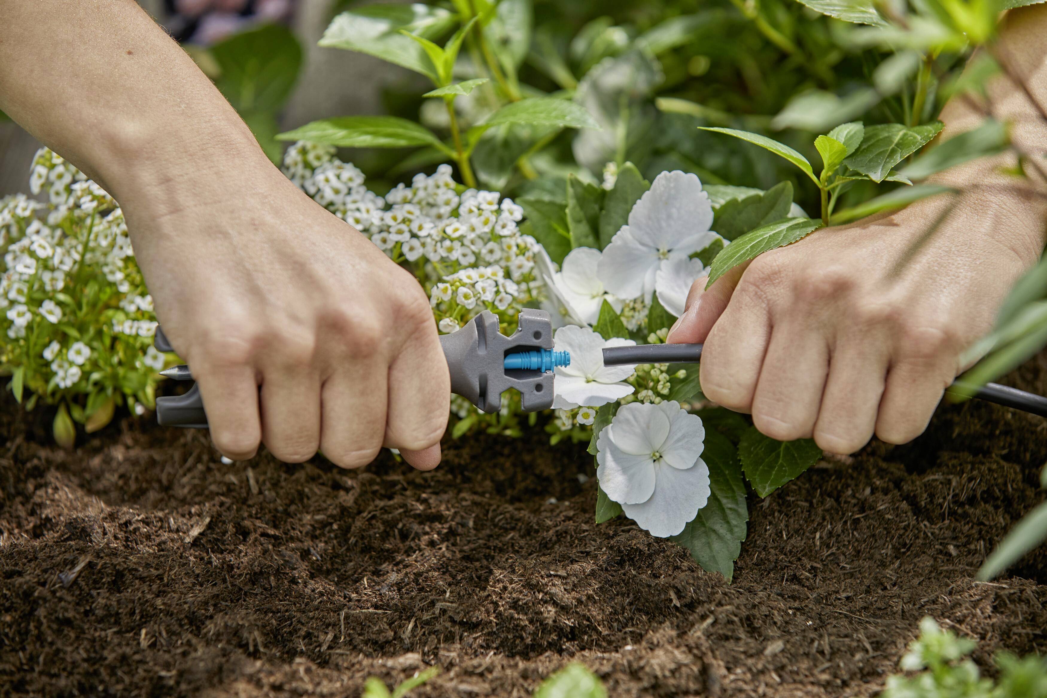 To hænder reparerer en haveslange mellem grønne planter og hvide blomster i haven.