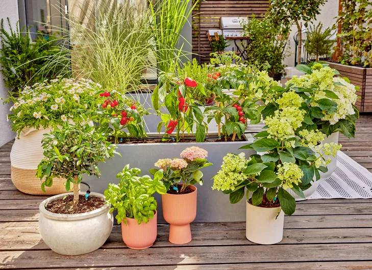En livlig tagterrasse med forskellige potteplanter, herunder blomster og prydgræsser, arrangeret på et træddæk.