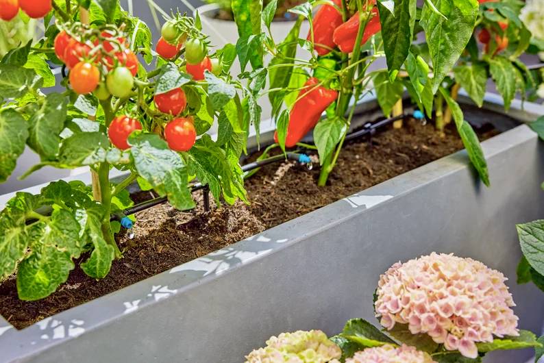 Tomatplanter og peberplanter vokser i en plantekasse med hortensia-blomster i fuld flor i nærheden, hvilket illustrerer en frodig havescene.