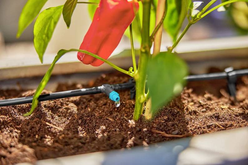 En plante med en rød peber gror i jorden og vandes gennem et dryvandings-system.
