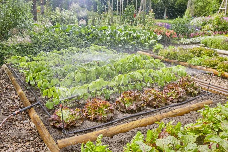 En grøntsagshave med rækker af bladgrøntsager og salat, der vandes med en blid vandstråle. Frodig løvværk og farvestrålende blomster omkranser området.