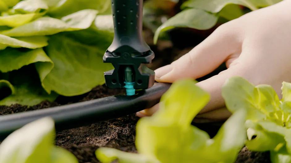 En hånd justerer et drykvandingsdyse i en have, omgivet af grønne planteblade.