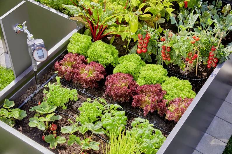 En hævet køkkenhave med røde og grønne bladgrøntsager, kirsebærtomatplanter og en vandmåler forbundet til vandingsanlægget.