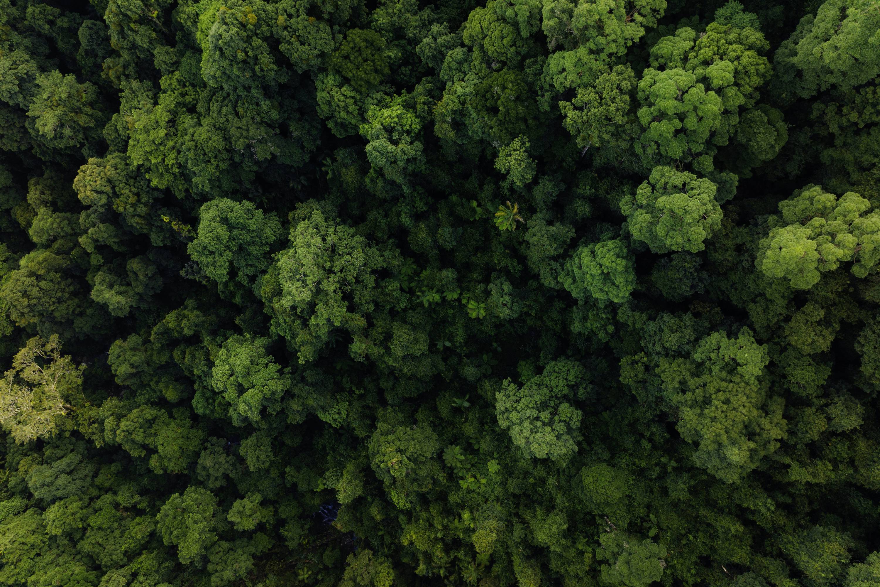 Luftfoto af en tæt grøn skov med et frodig løvtag og forskellige træarter, der danner et sammenhængende mønster.