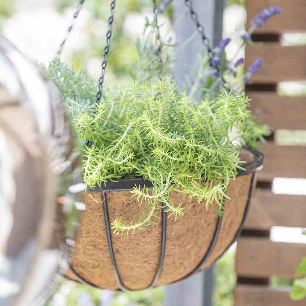 Hængende blomsterpotte med frodig grøn løv og lilla blomster, på en veranda. Træbeklædning i baggrunden.