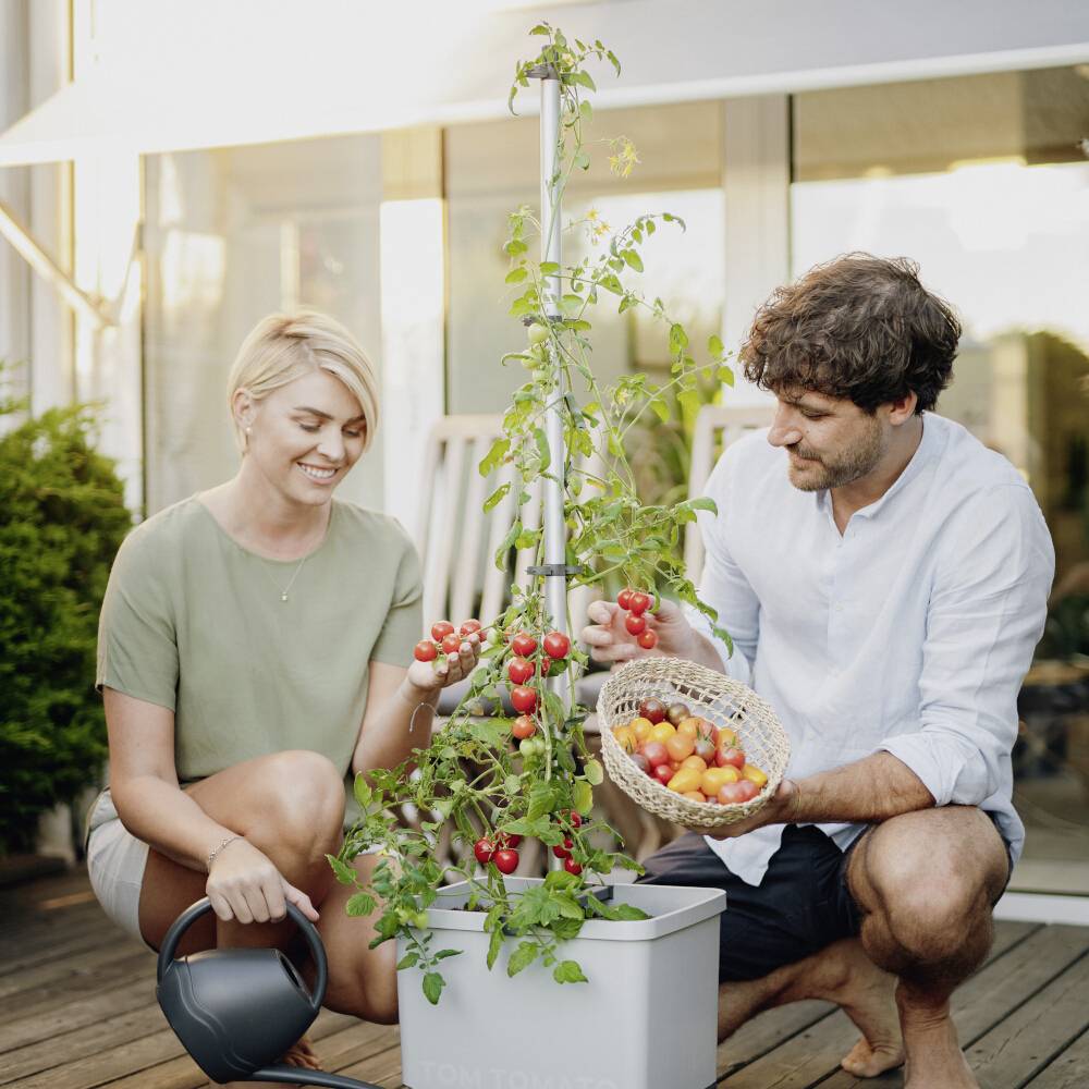 En mand og en kvinde høster tomater fra en plante på en terrasse. De virker tilfredse og holder en kurv med tomater.