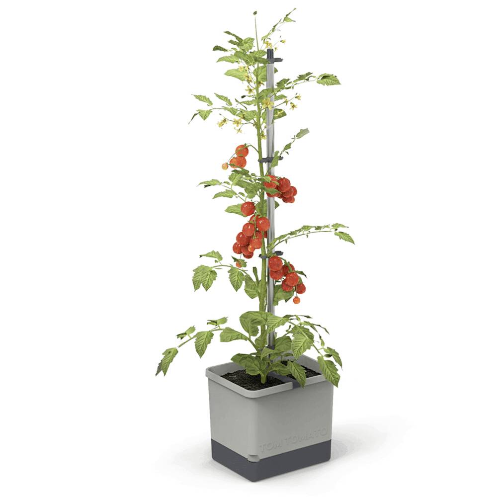 En tomatplante i en grå potte fuld af modne, røde tomater. Planten har en støtte, der hjælper den med at vokse.