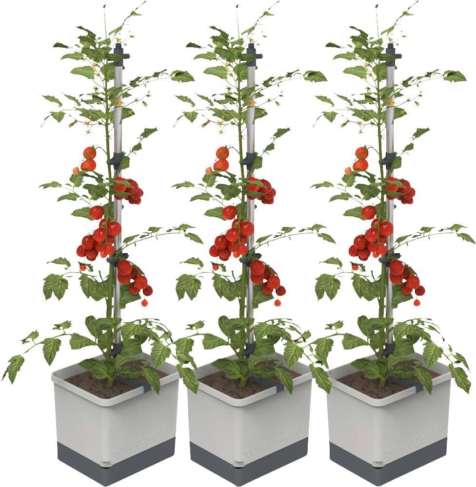 Tre tomatplanter i rektangulære plantekasser, hver plante er høj og veludviklet med flere røde tomater på stilkene.