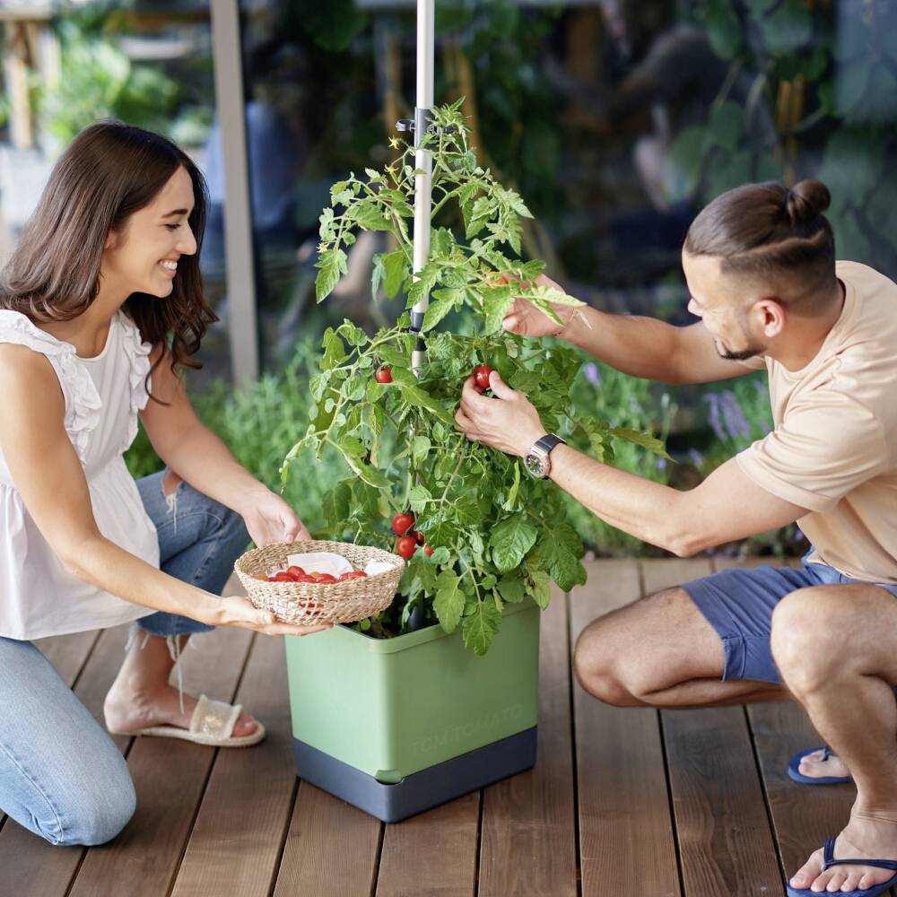 En kvinde og en mand plukker tomater fra en plante på en terrasse. Begge smiler og synes at have glæde ved havearbejdet.