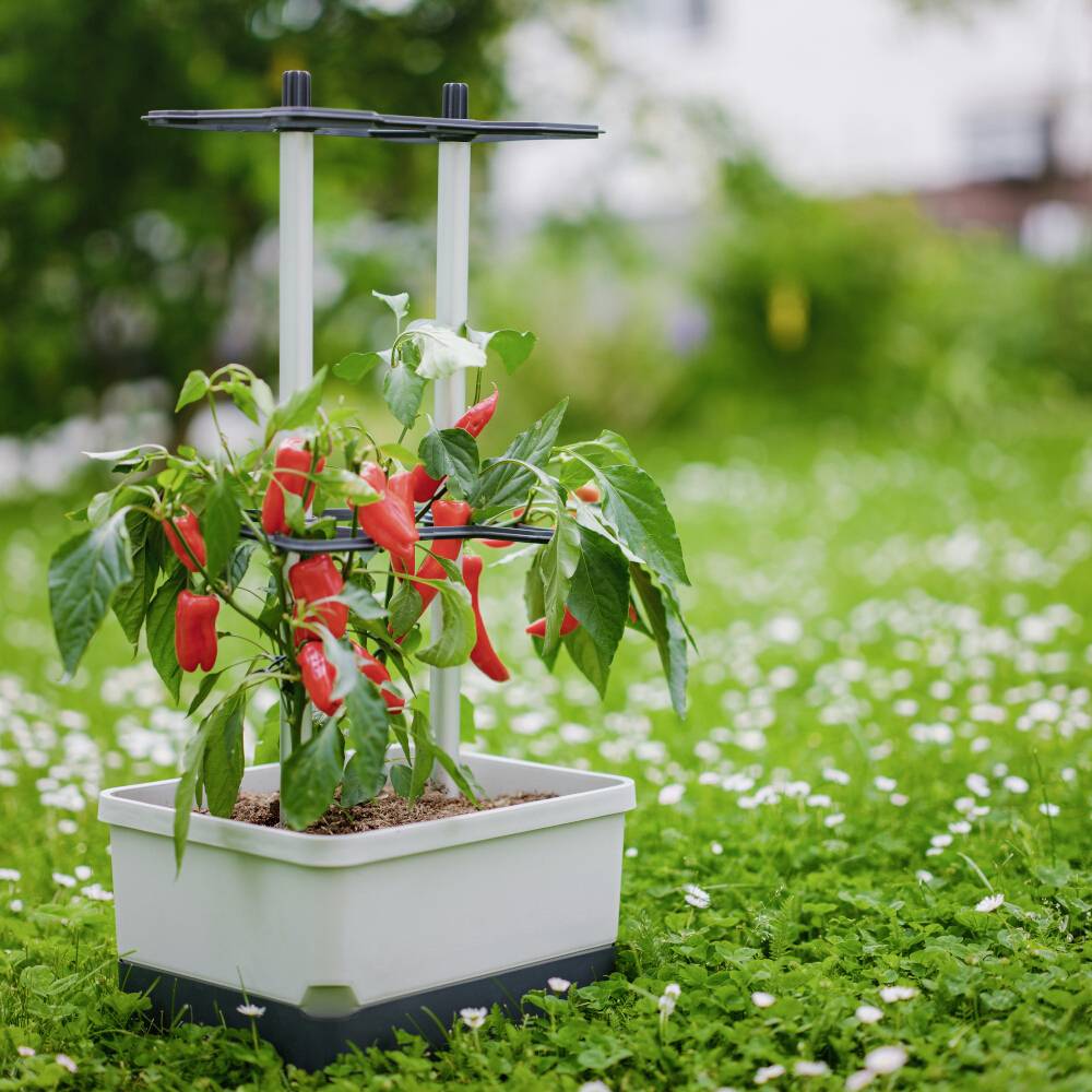 En plante i en hvid potte med røde peberfrugter vokser på en grøn græsplæne, understøttet af et støttestativ.