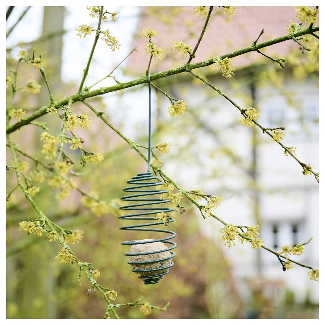 En rullet trådformet fuglefoder med fedtstof hænger fra en gren med knopskydende gule blomster; et hus er uskarpt i baggrunden.