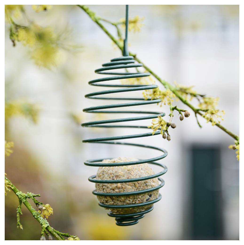 En spiralformet trådfuglekrans hænger fra et træ med en kugle fuglemad inden i, omgivet af tynde grene med små gule blomster.