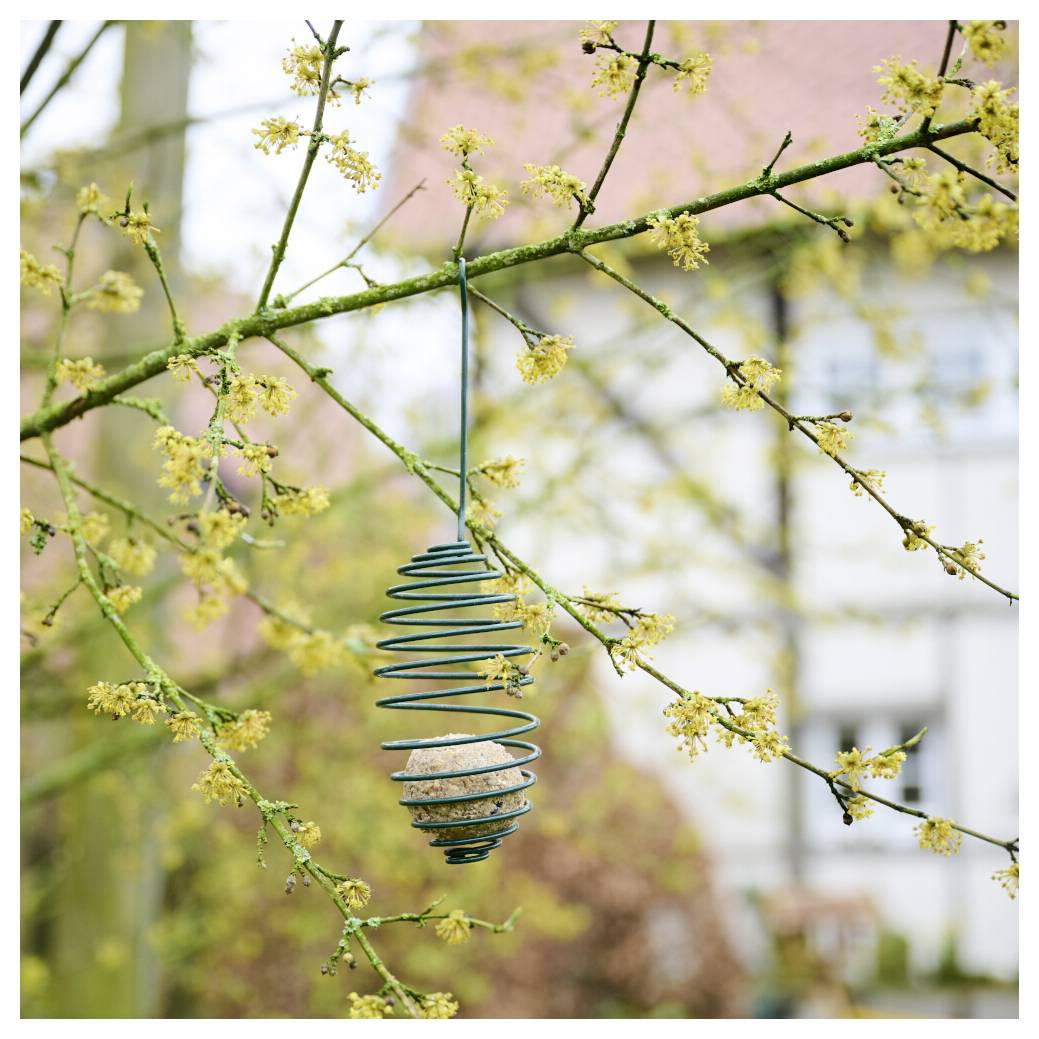 En metalspiralformet fuglebræt hænger fra en blomstrende tregren og holder en komprimeret frøbold, med uskarpe bygninger i baggrunden.