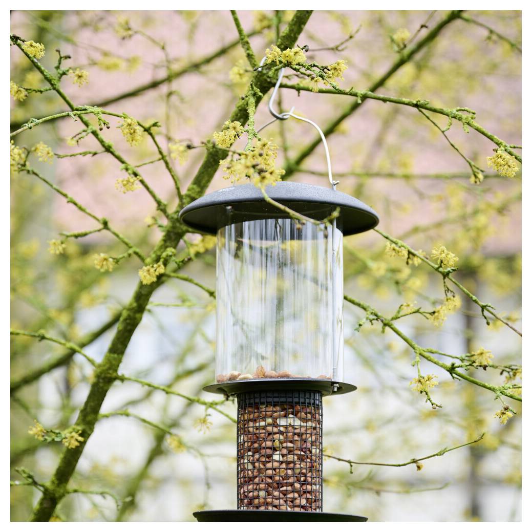 En fuglebræt hænger fra en treegren og indeholder frø. Baggrunden viser grene med små gule blomster.