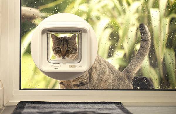 En kat kigger ind gennem en transparent kattelem i en regnvåd glasdør. I baggrunden ses grønne planter.
